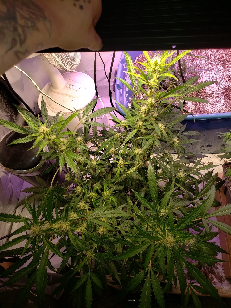 Bluedream Auto top view after more LST