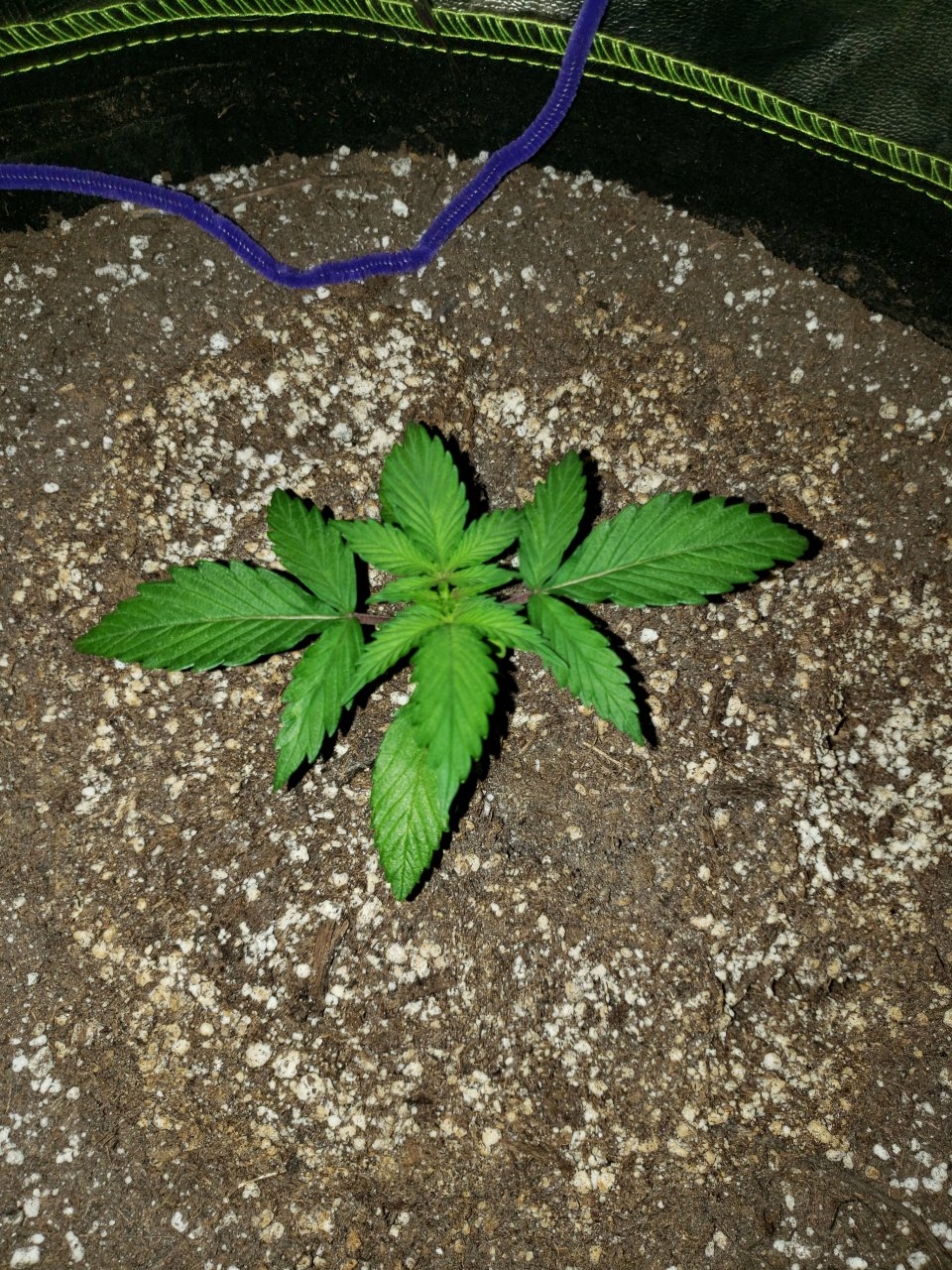 Bluedream Auto