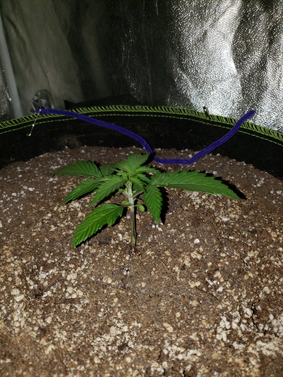 Bluedream Auto