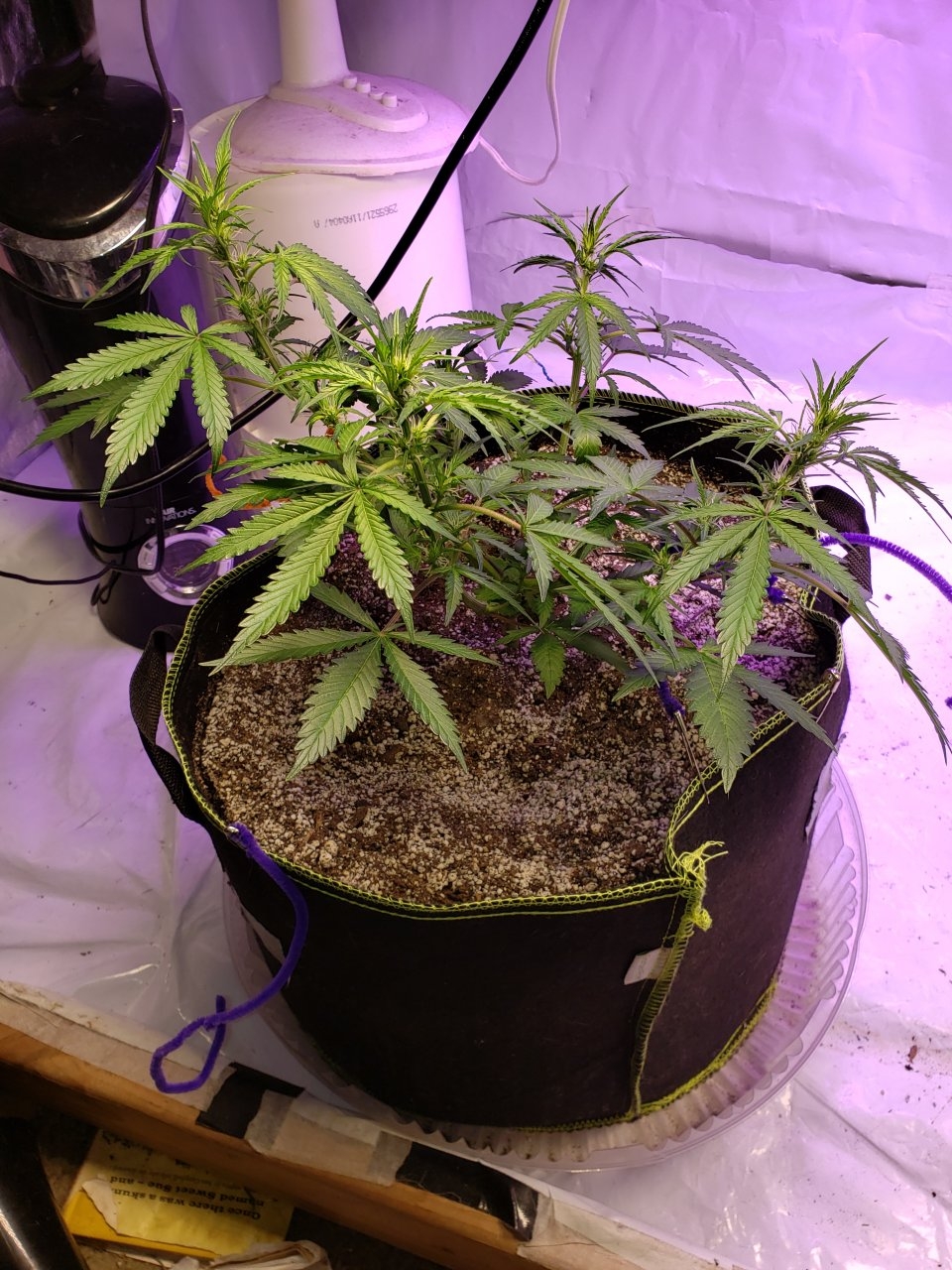 Bluedream Auto