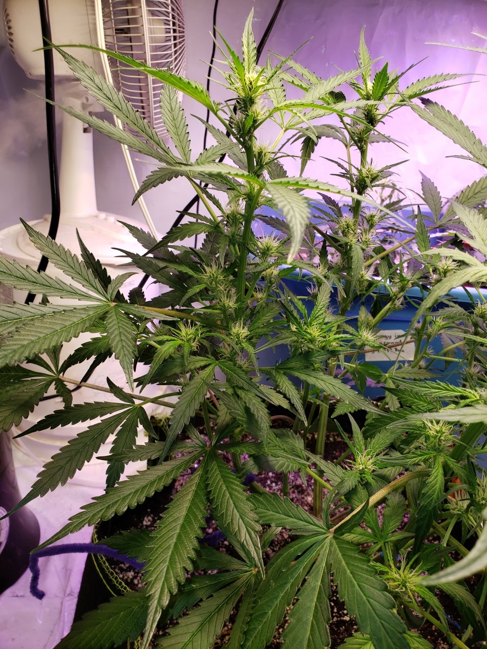 Bluedream Auto