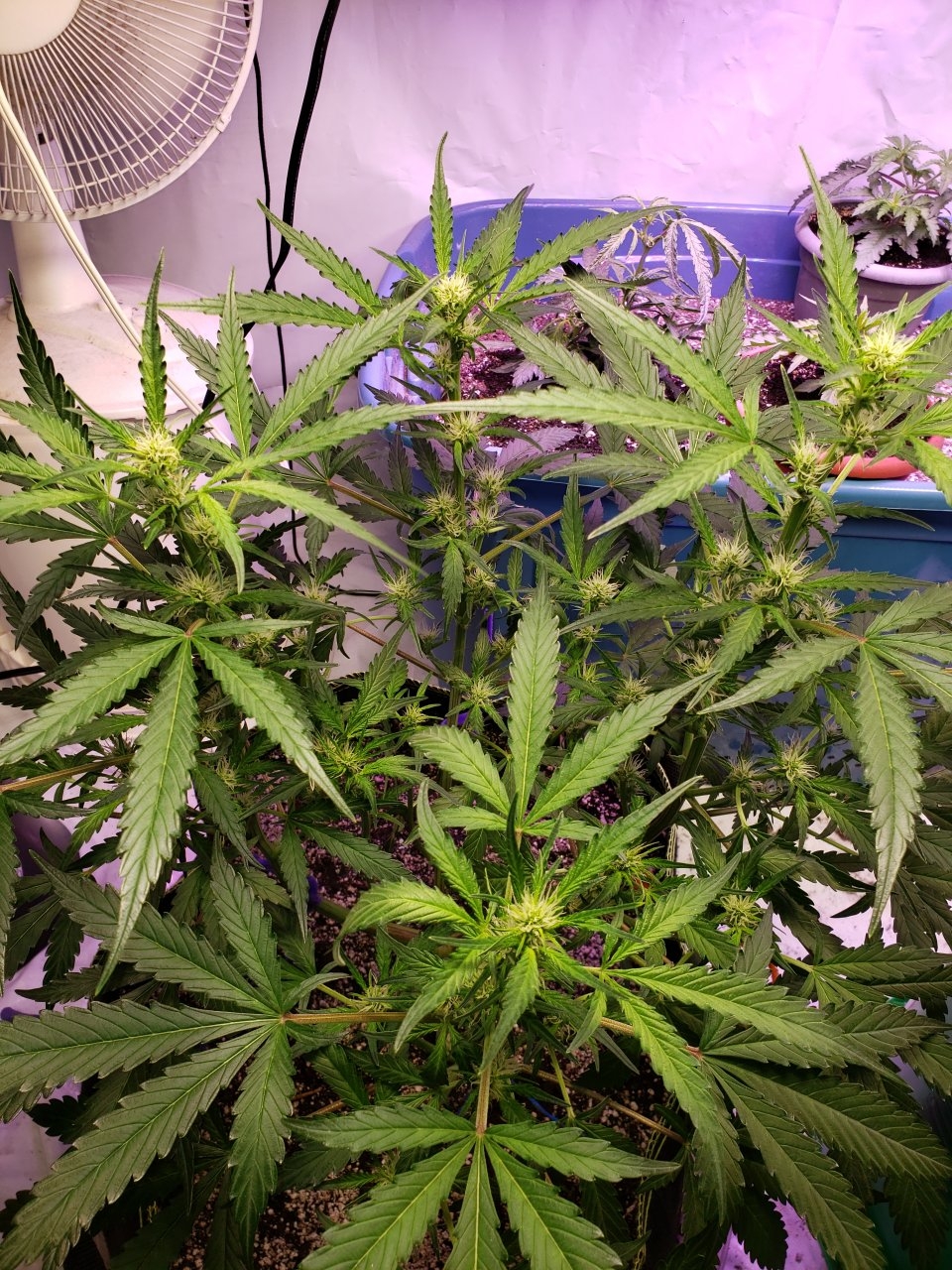 Bluedream auto