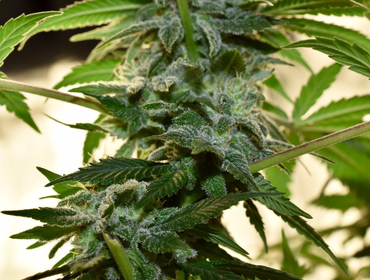 BlueDream-day115(40/29)-lowerflowers.jpeg