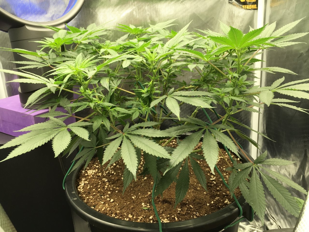 BlueDream-day85(8)-side.jpeg