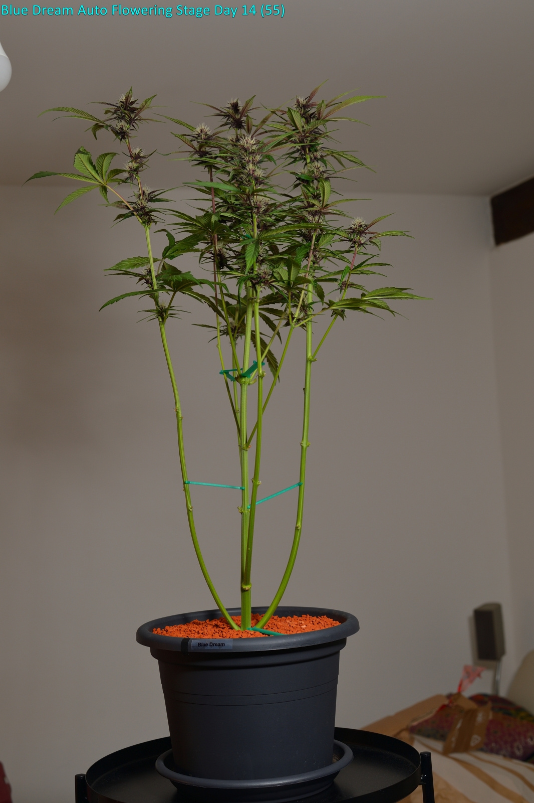 BlueDream_2024_12_04_13_30_50.jpg