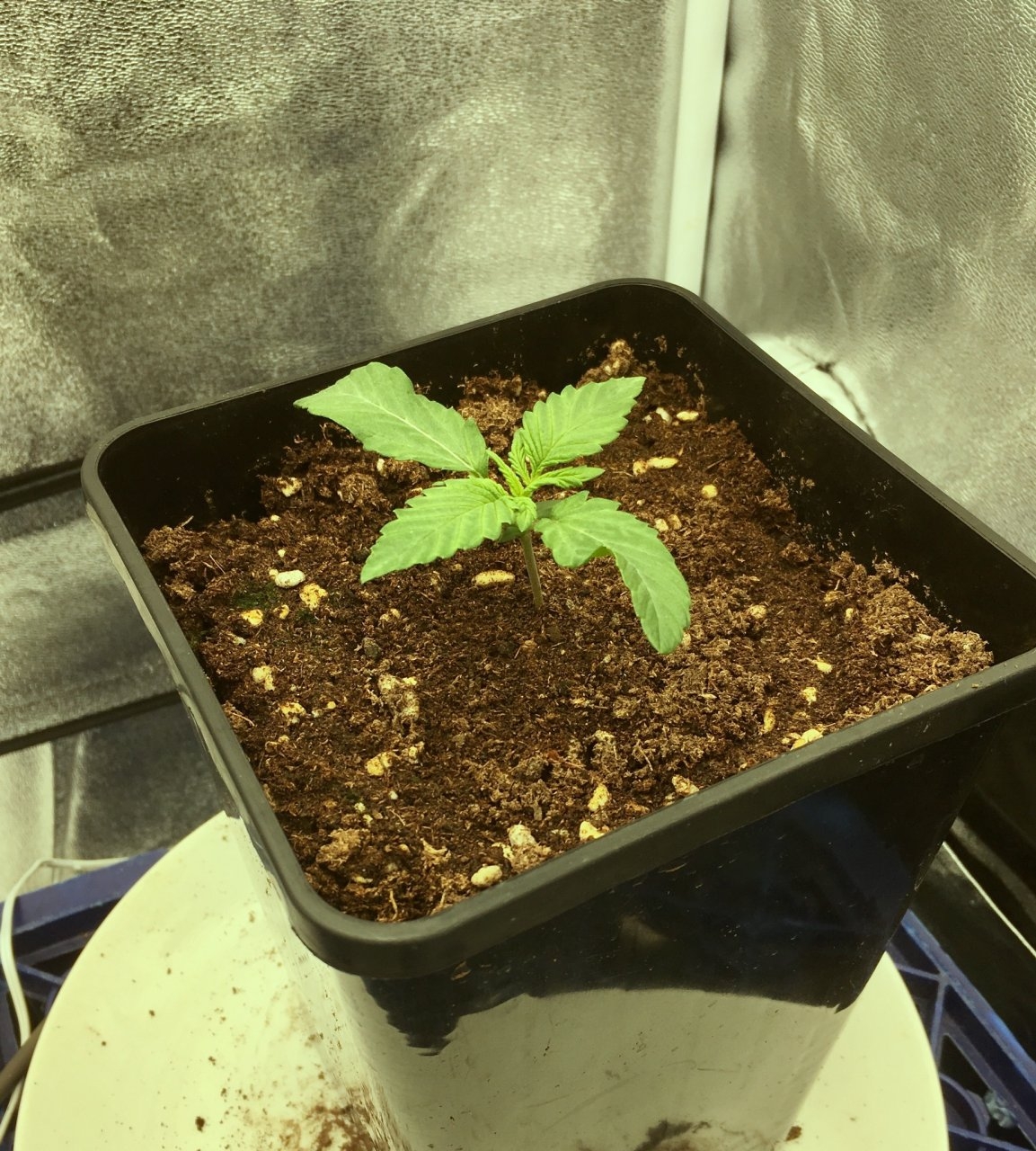 BlueDream_day11.jpeg