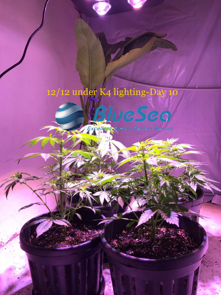 bluesea cob led grow light MJ grow