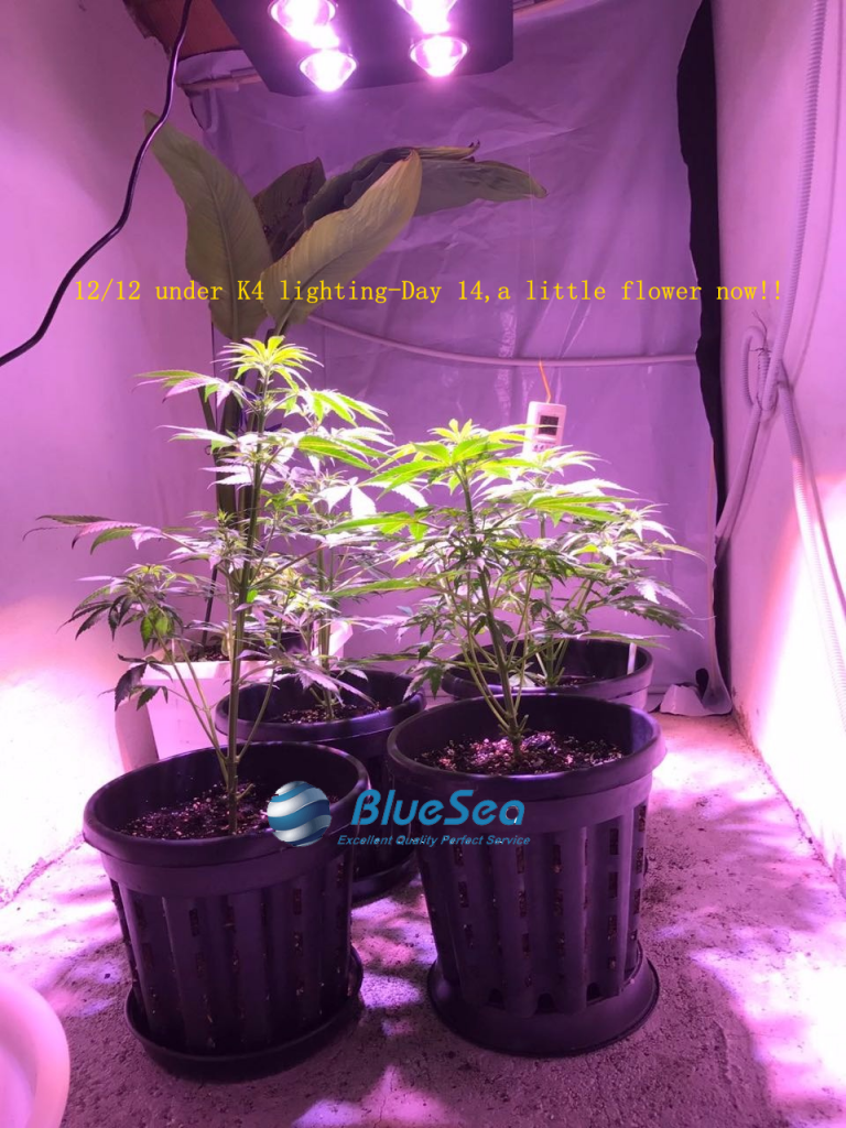 bluesea cob led grow light MJ grow