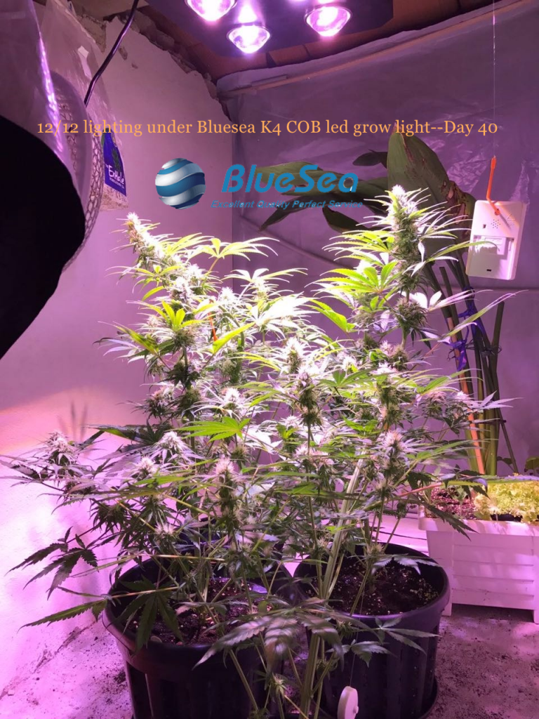 bluesea cob led grow light MJ grow