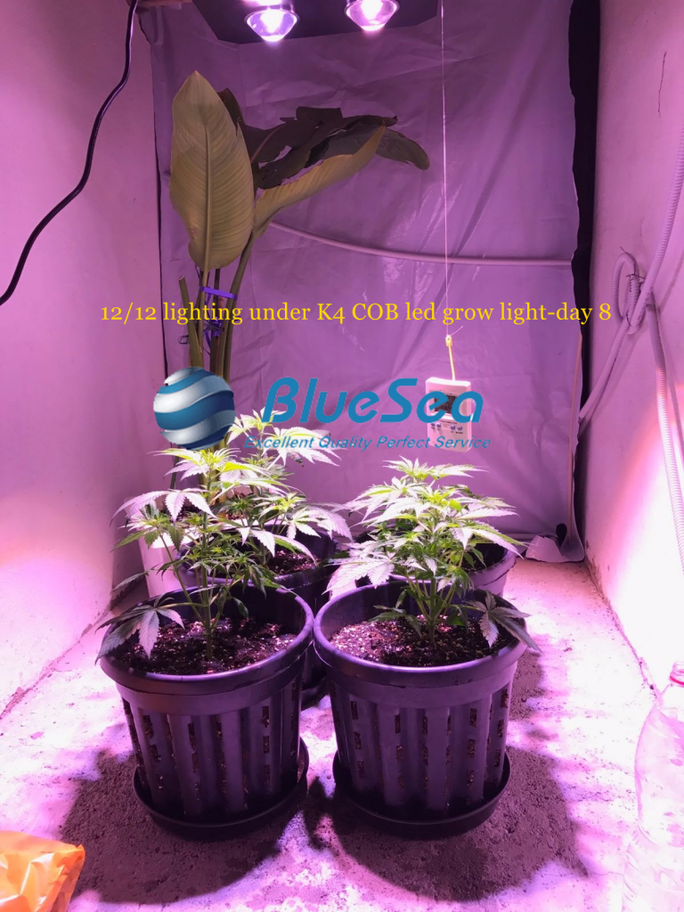 bluesea cob led grow light MJ grow