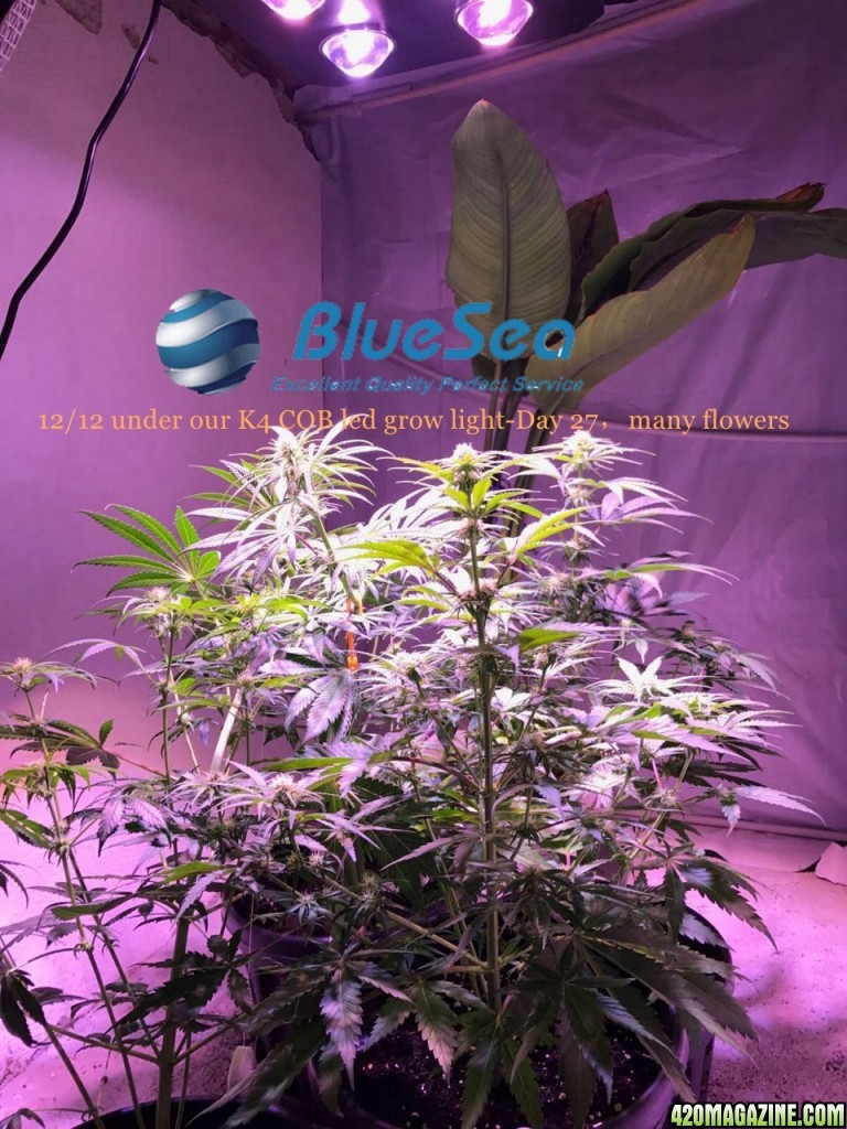 bluesea cob led grow light MJ grow