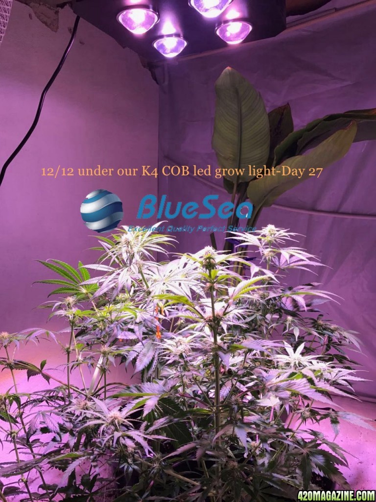 bluesea cob led grow light MJ grow