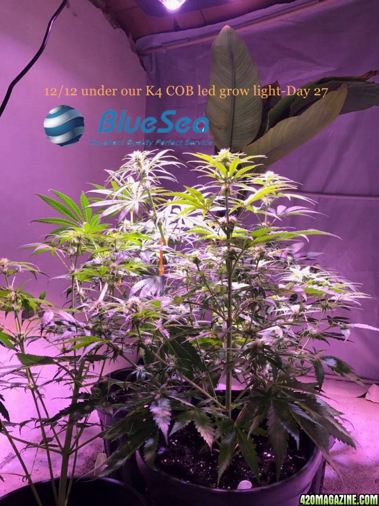 bluesea cob led grow light MJ grow