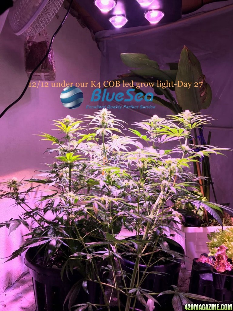 bluesea cob led grow light MJ grow