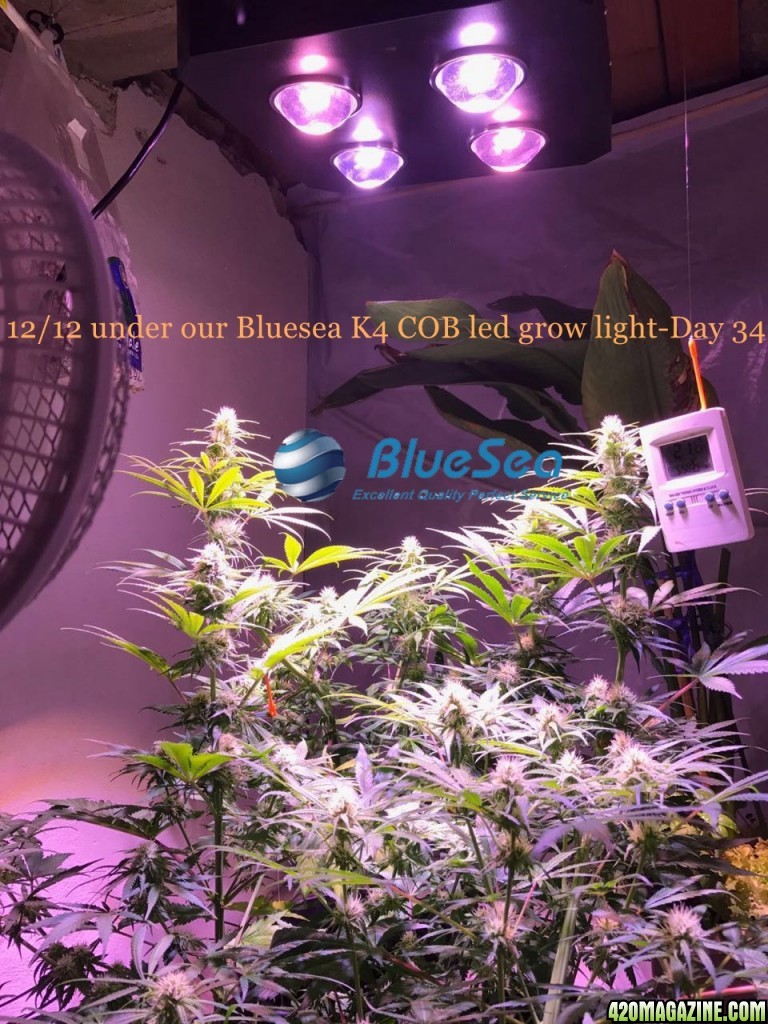 bluesea cob led grow light MJ grow