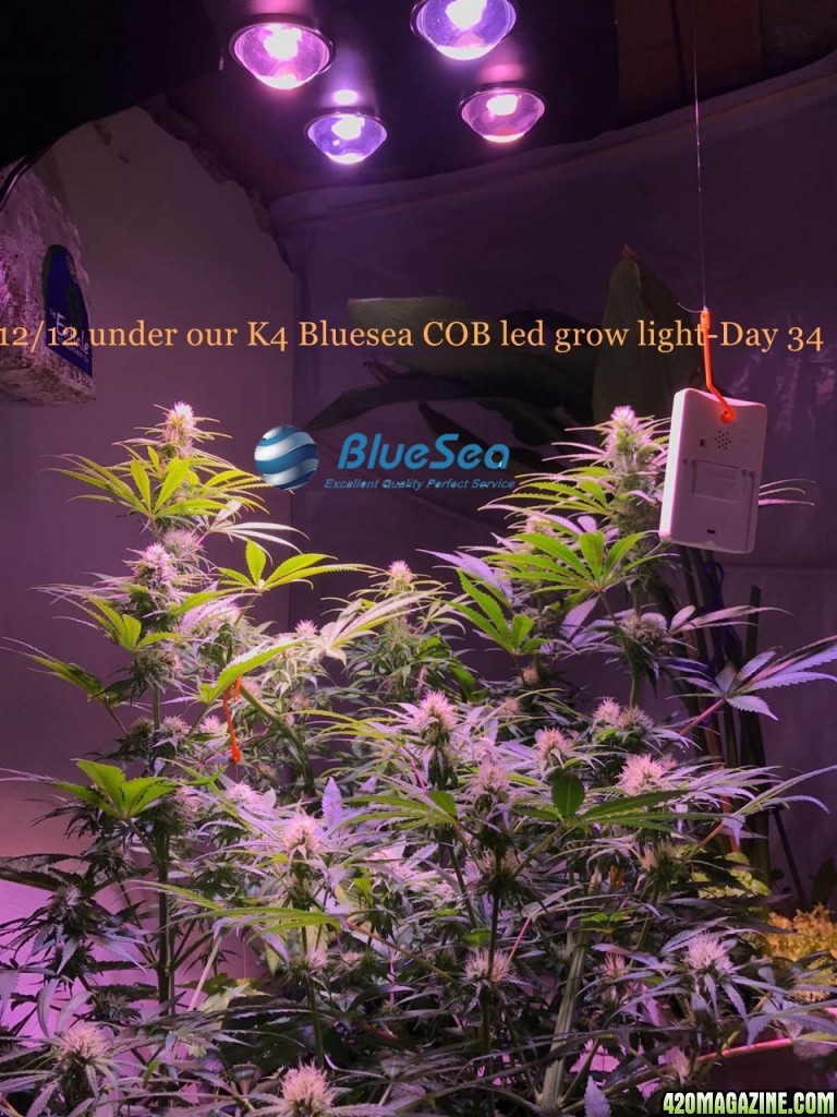 bluesea cob led grow light MJ grow