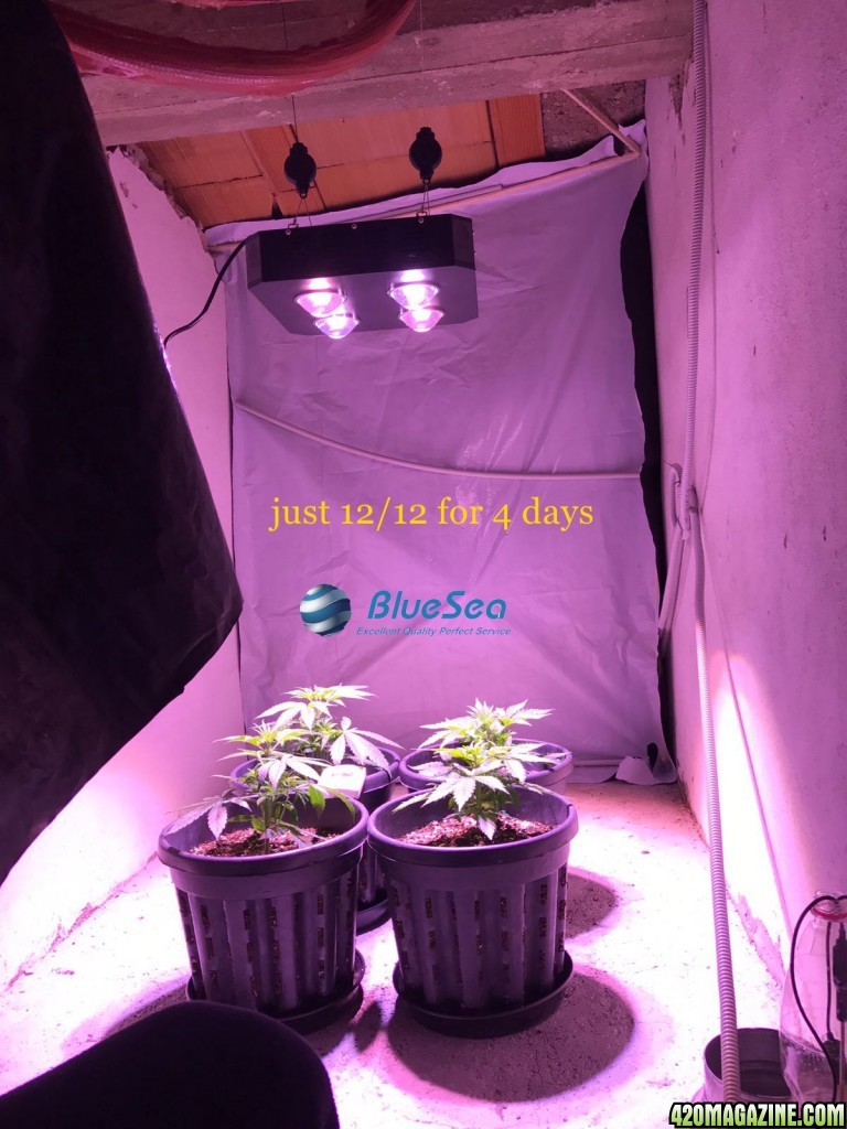 bluesea cob led grow light MJ grow