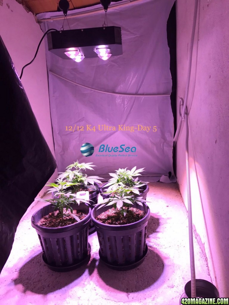 bluesea cob led grow light MJ grow