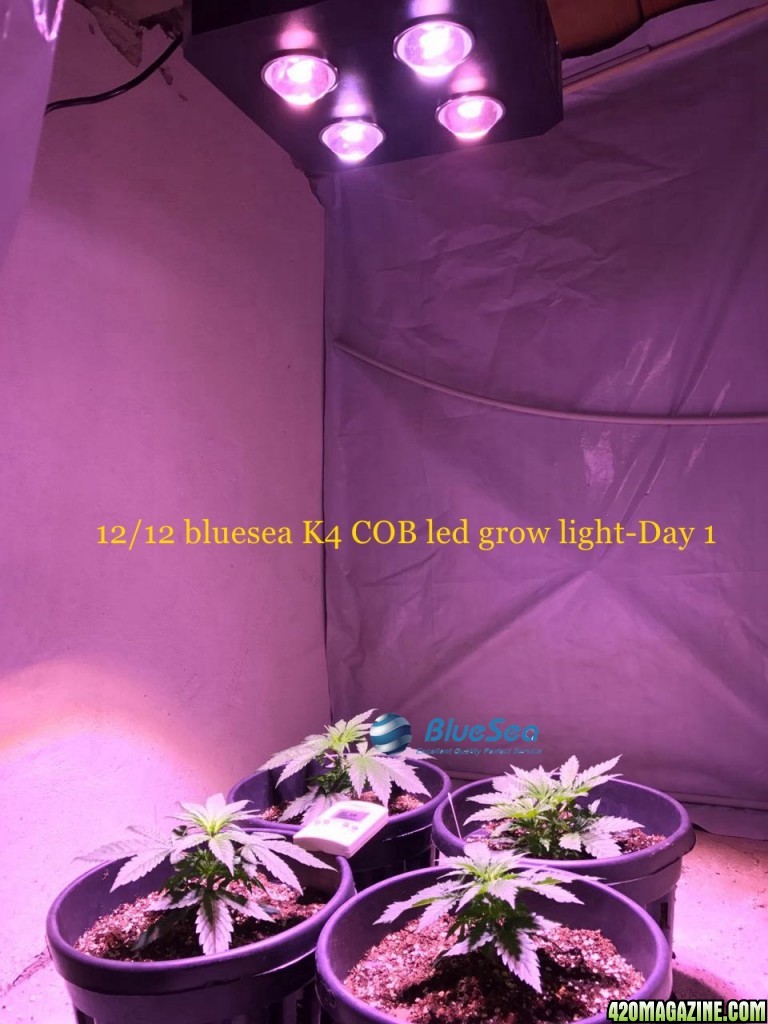 bluesea cob led grow light MJ grow