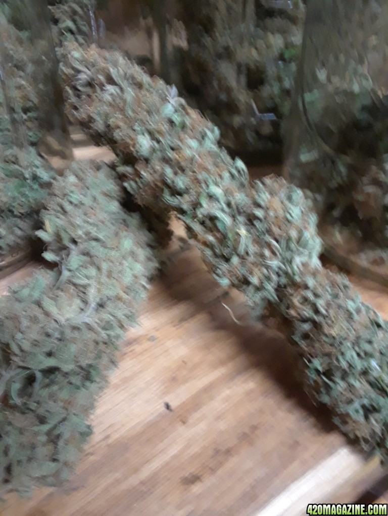 blurry_buds