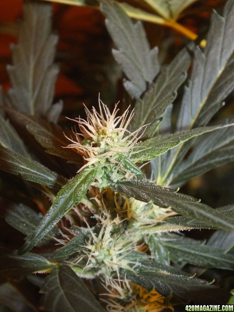 BM1_Top_Cola_day_53