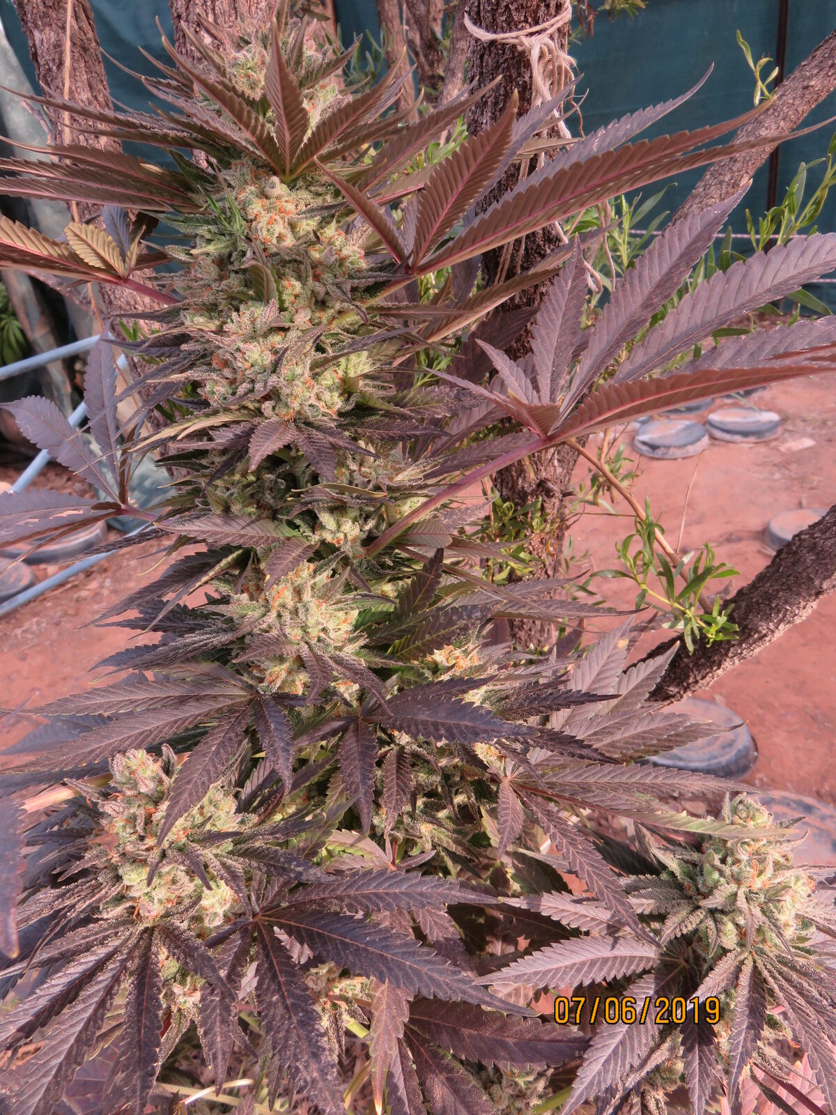 Bodhi Blueberry Hashplant.JPG