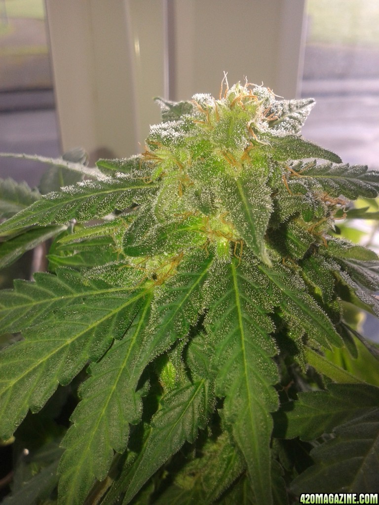 Bomb-auto berry