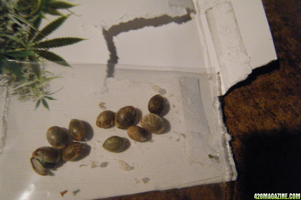 Bomb Seeds' THC Bomb seeds