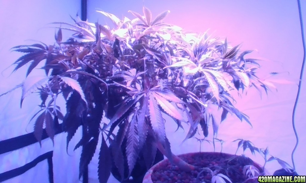 Bonsai 15 dec