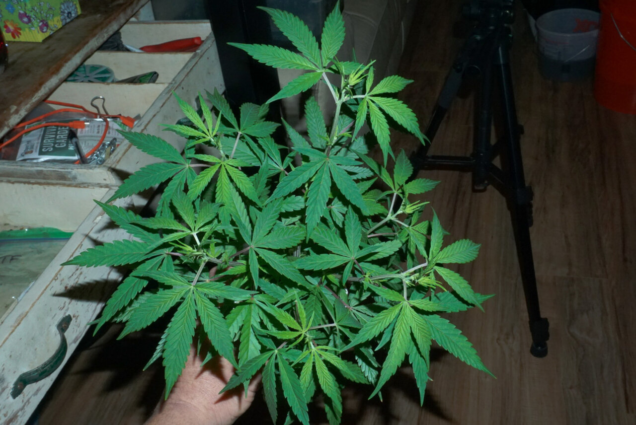 Bonsai - clone taken January 5th