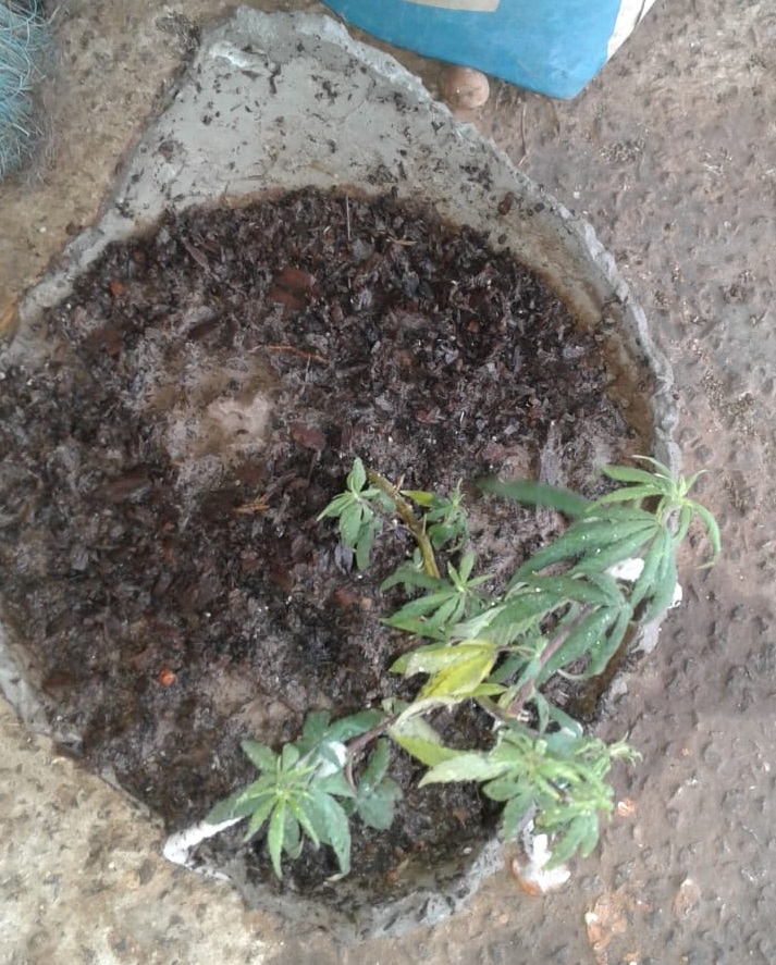 Bonsai dried out and put in rain 2.jpg