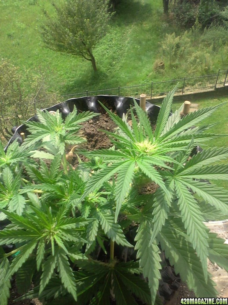 bonsai grow / early flowering