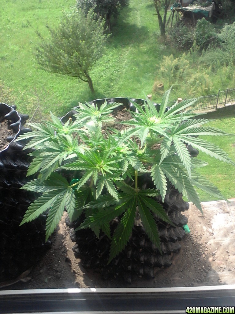 bonsai grow / early flowering