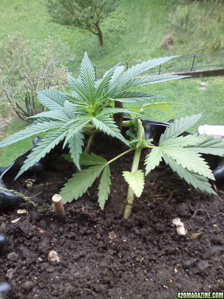 bonsai grow / outdoor