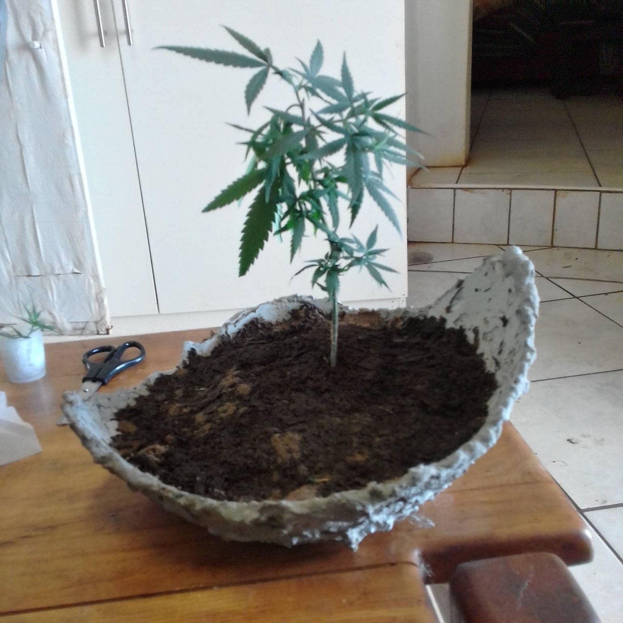 Bonsai with main leaves.jpg