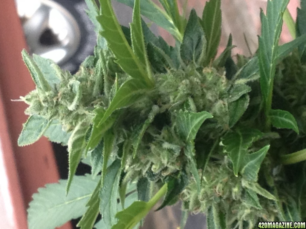 bonza seeds auto lowryder #1