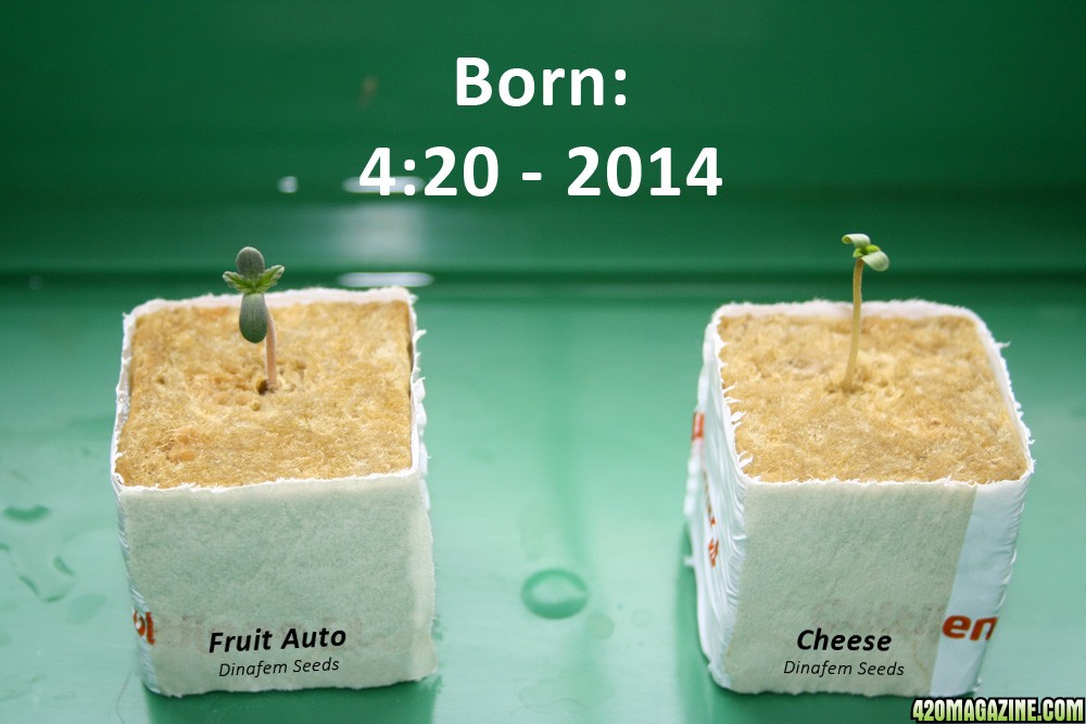 Born on 4:20 2014