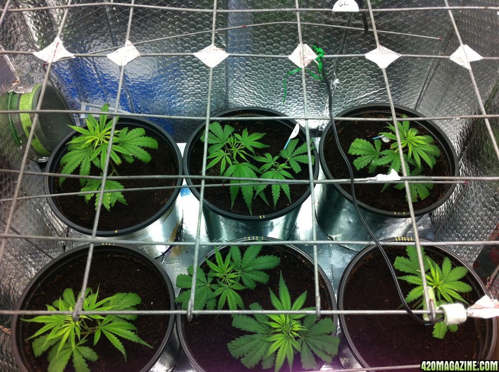 BornTo420 / Grow #2, January 1, 2012