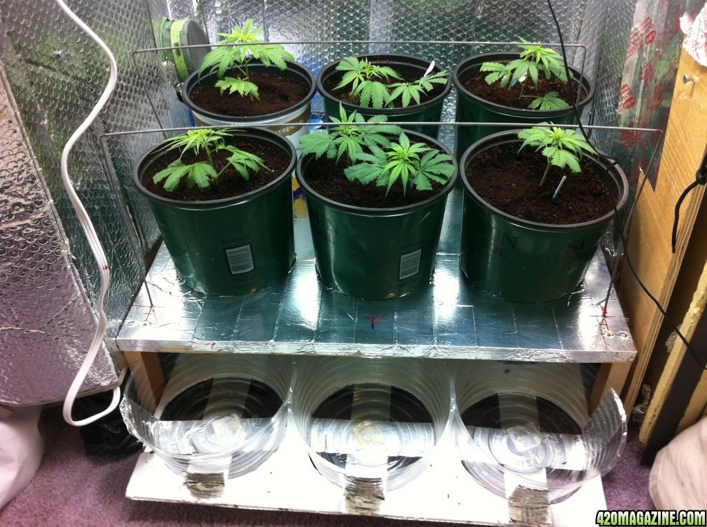 BornTo420 / Grow #2, January 1, 2012