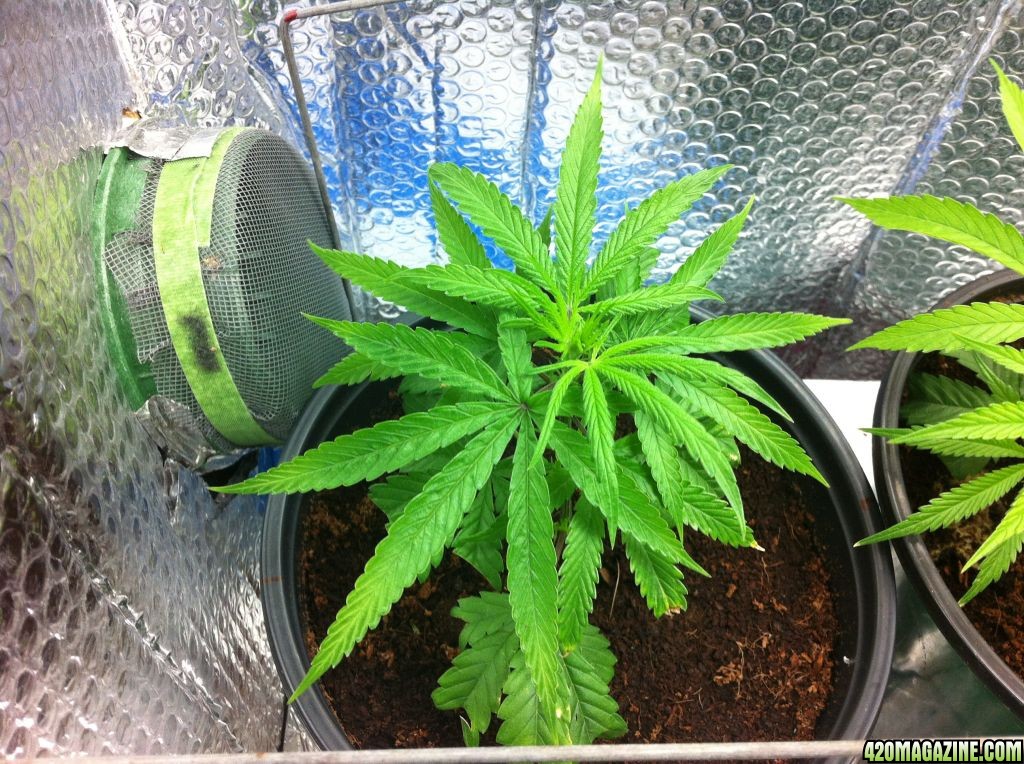 BornTo420 / Grow #2, January 6, 2012  Day 24 - 5