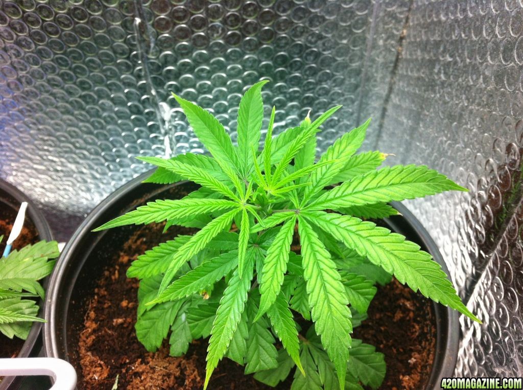 BornTo420 / Grow #2, January 6, 2012  Day 24 - 5