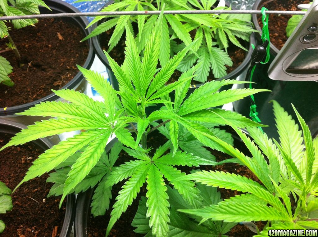 BornTo420 / Grow #2, January 6, 2012  Day 24 - 5