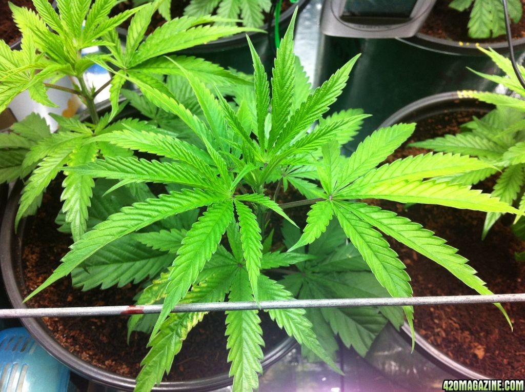 BornTo420 / Grow #2, January 6, 2012  Day 24 - 5