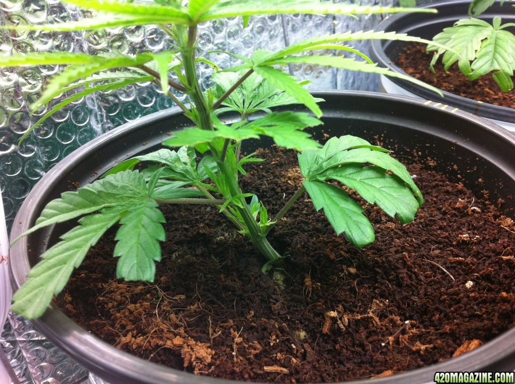 BornTo420 / Grow #2, January 6, 2012  Day 24 - 5