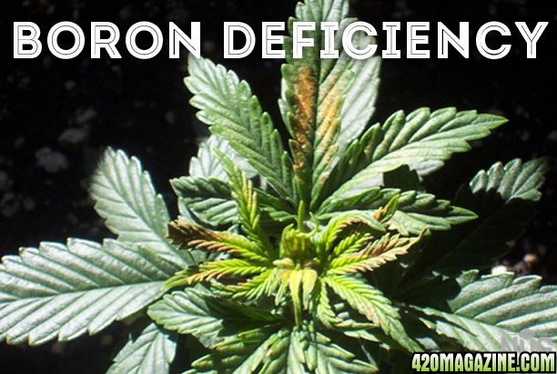 Boron_Deficiency1