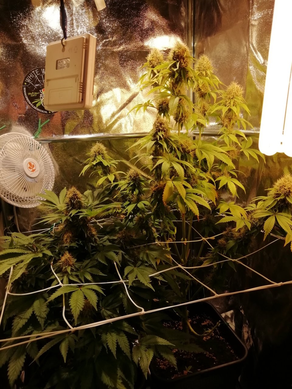 Both Plants Day 53 Flowering.jpg