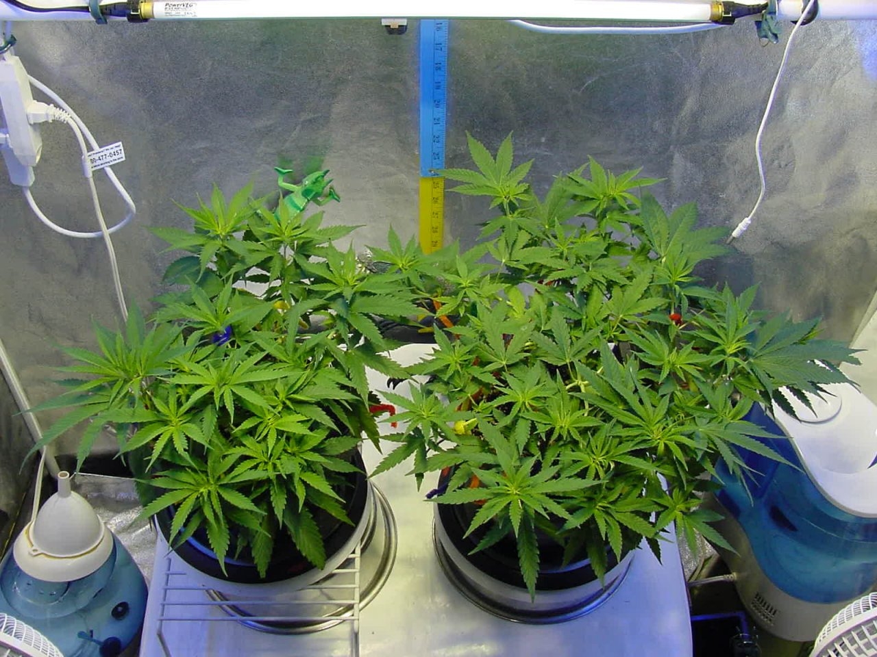 both_veg_day35_top_1.jpg