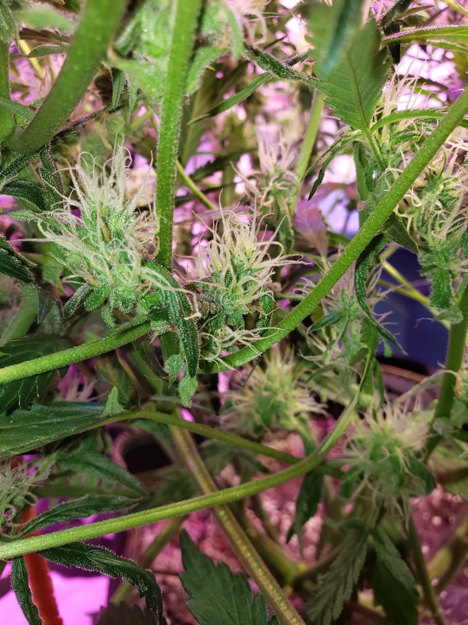 Bottom buds Bluedream Auto