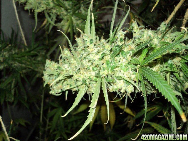 bottom_bud_of_Mekong_High