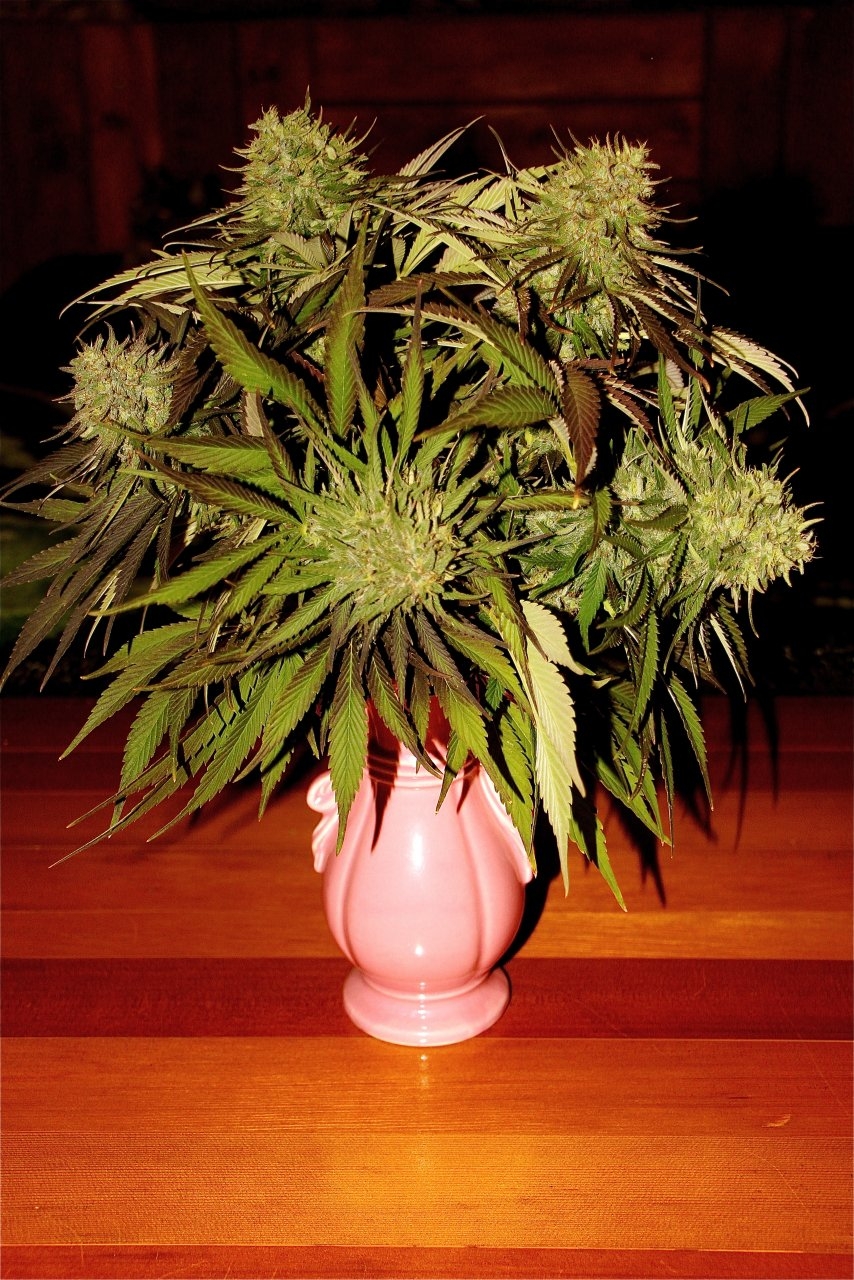 Bouquet of Medical Cannabis Flowers